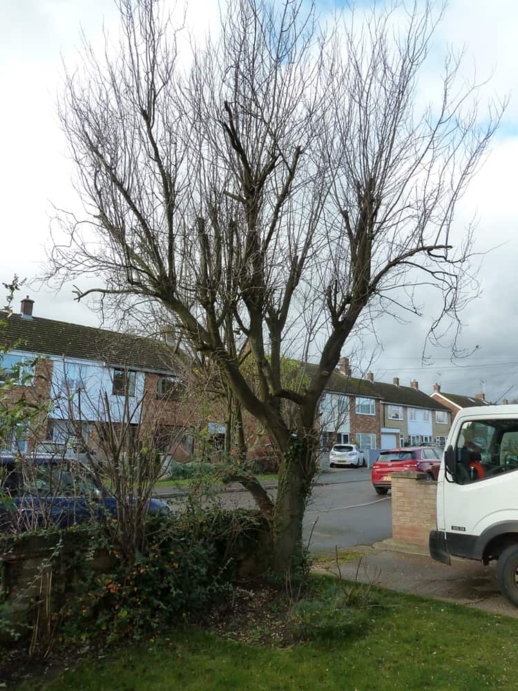Damson tree removal - before